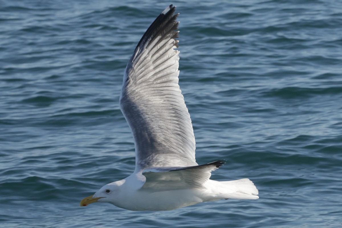 Western Gull - ML627120350