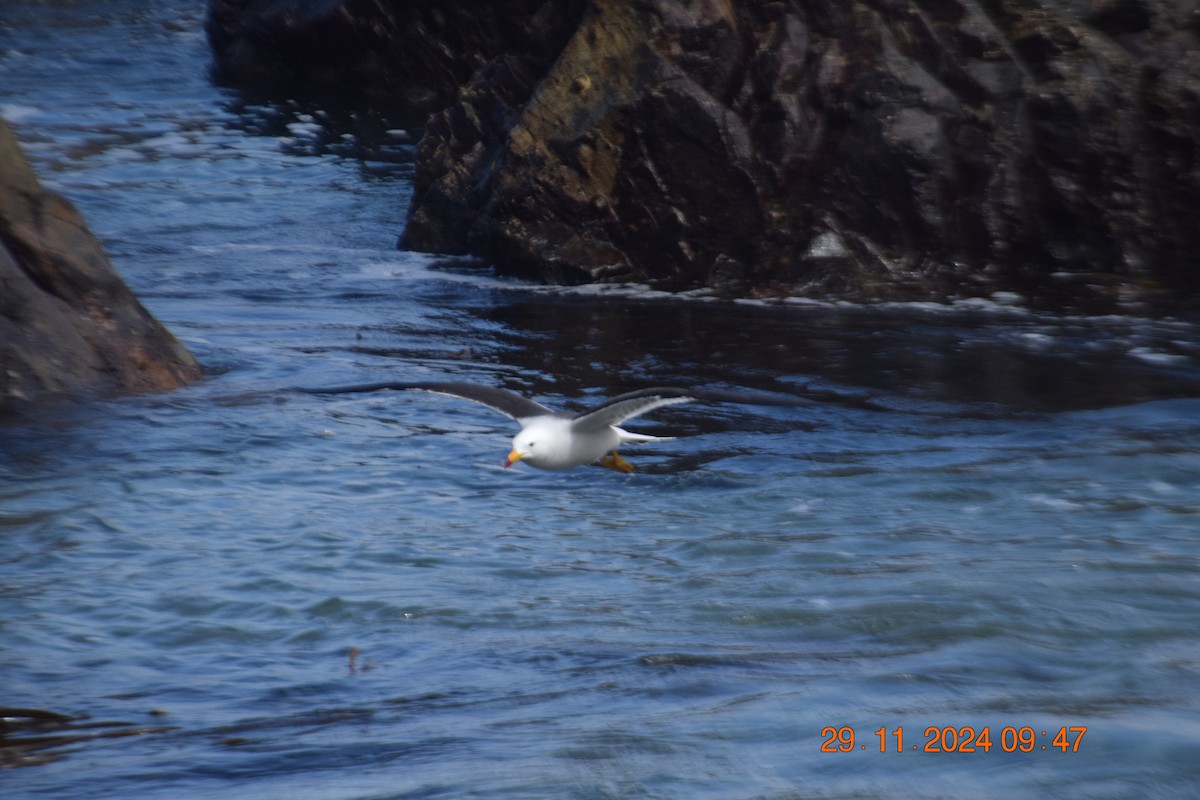 Belcher's Gull - ML627120715