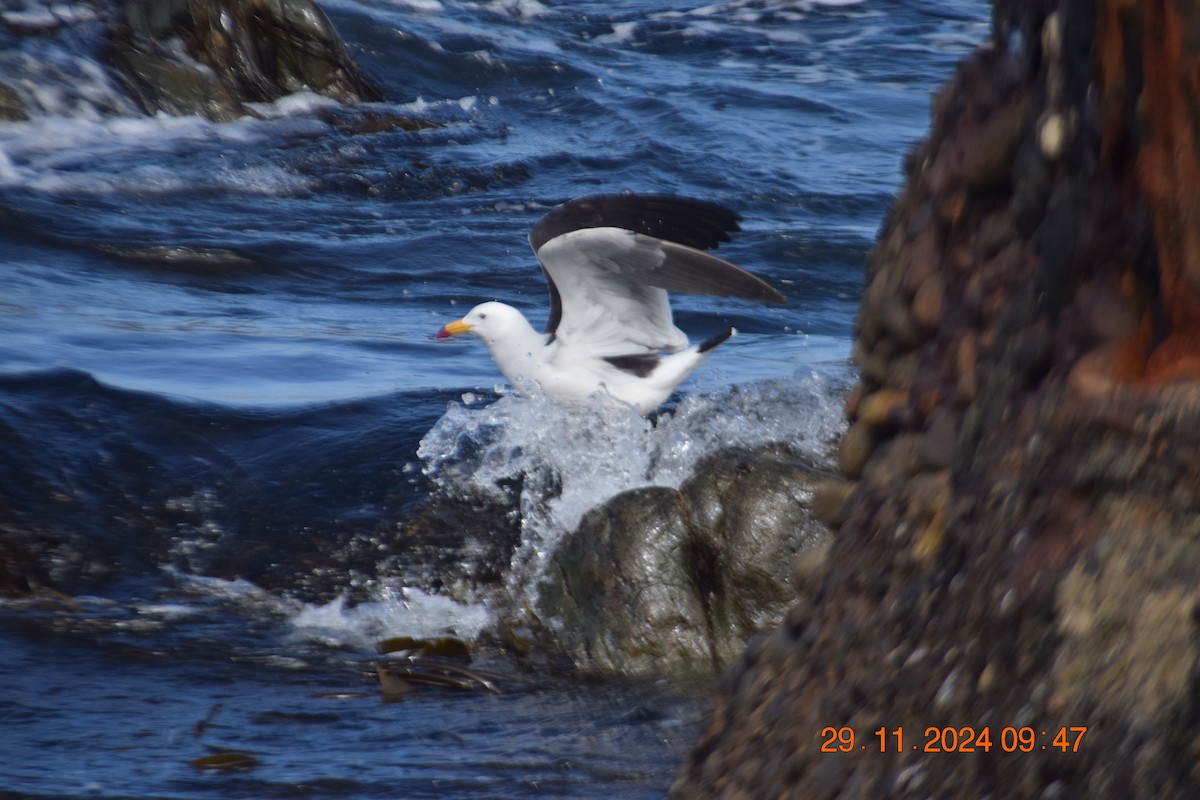 Belcher's Gull - ML627120716