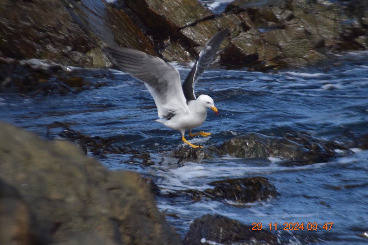 Belcher's Gull - ML627120717