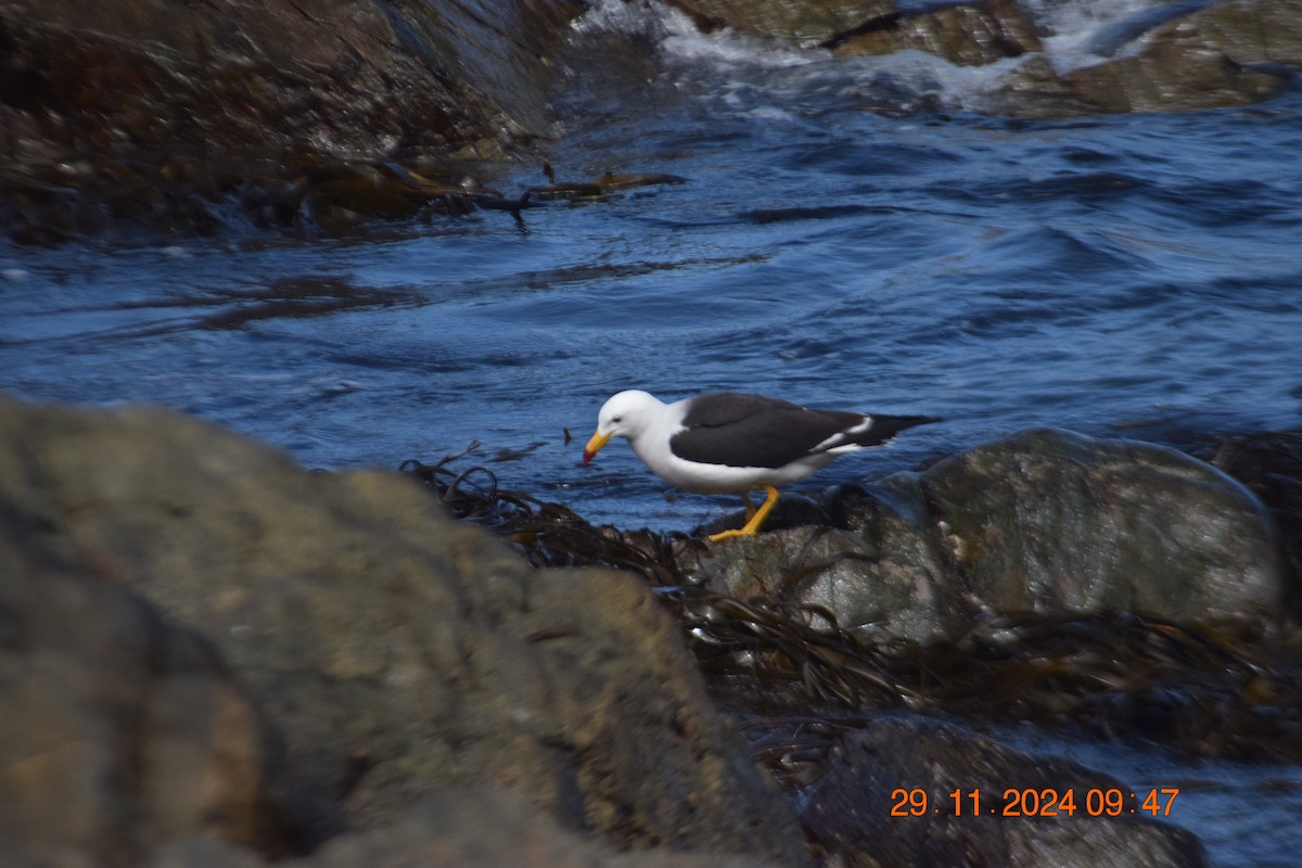 Belcher's Gull - ML627120718