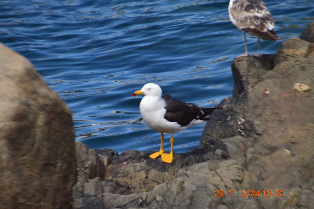 Belcher's Gull - ML627120719