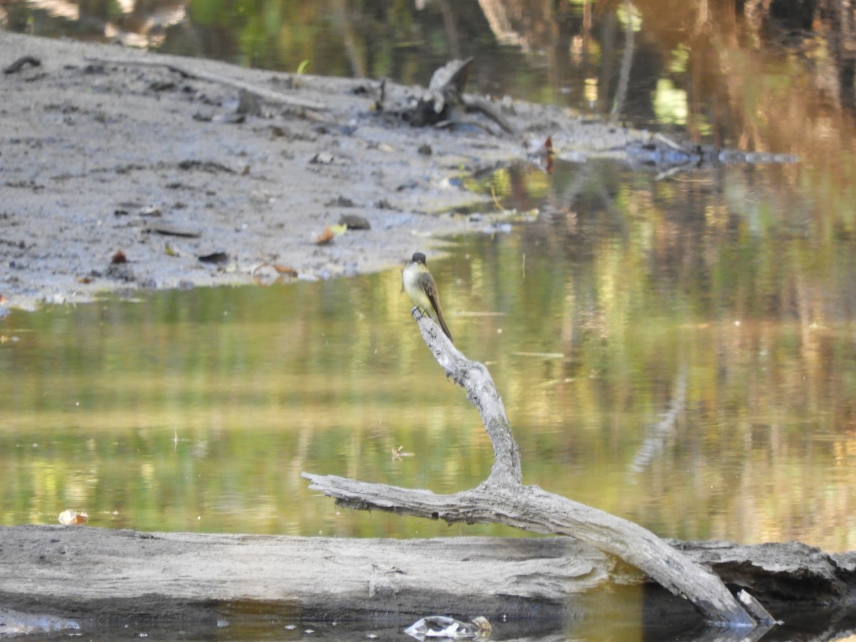 Eastern Phoebe - ML627120858