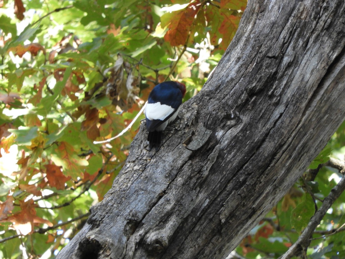 Red-headed Woodpecker - ML627120875