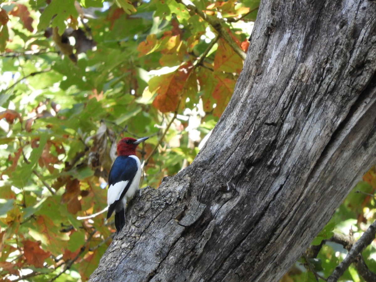 Red-headed Woodpecker - ML627120881