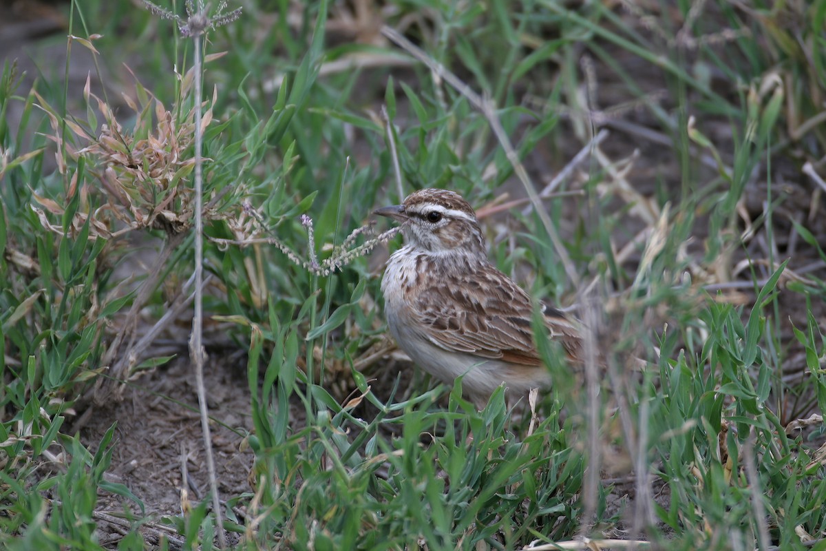 Fawn-colored Lark (Foxy) - ML627120885