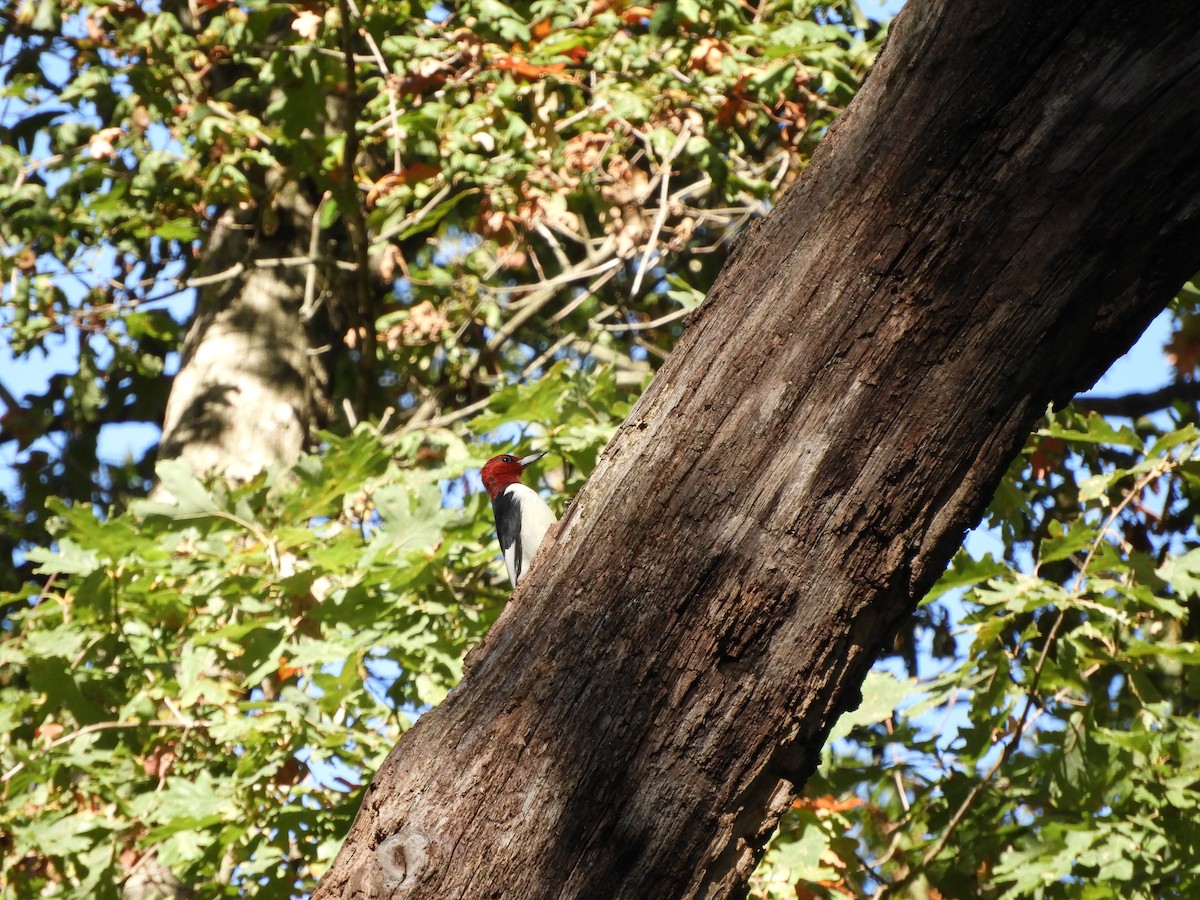 Red-headed Woodpecker - ML627120894