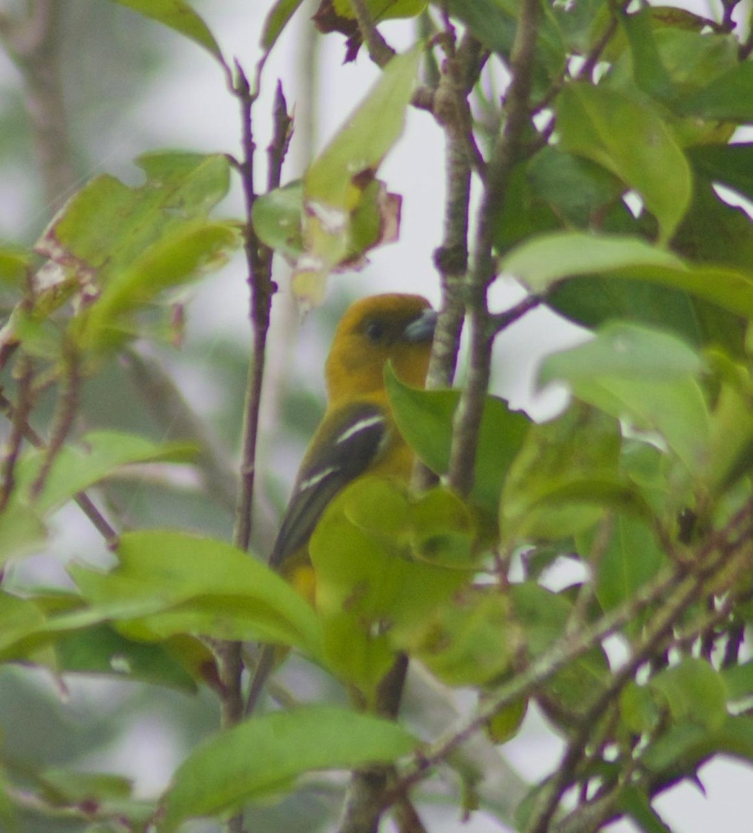 White-winged Tanager - ML627121076