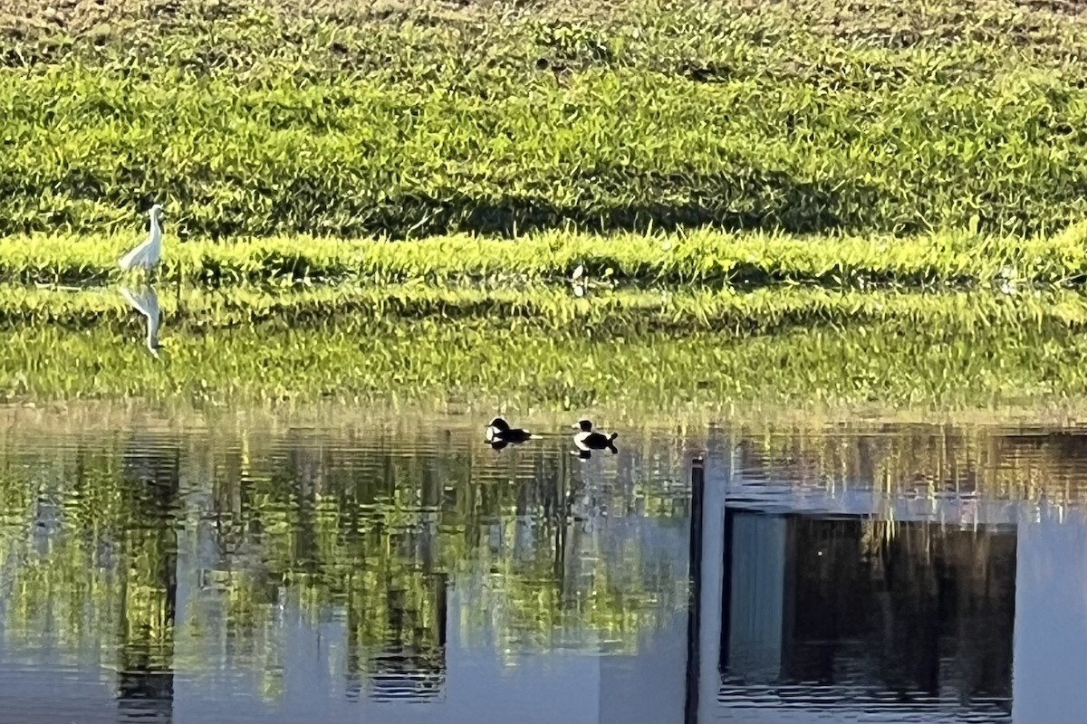 Hooded Merganser - ML627121217