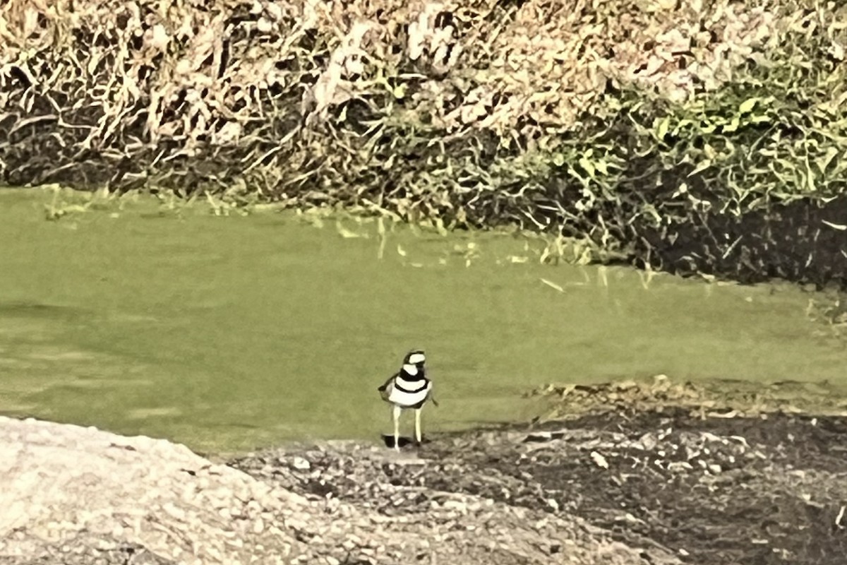 Killdeer - ML627121220