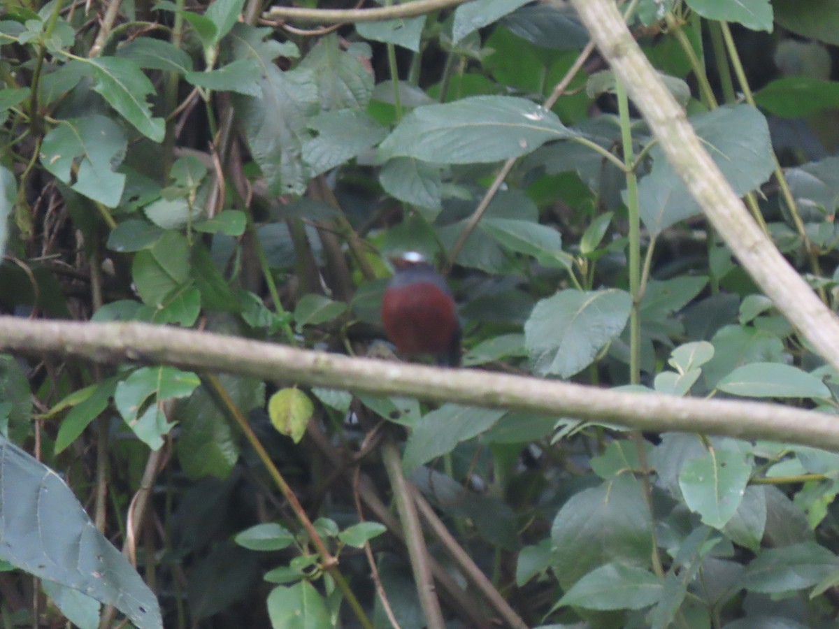 Chestnut-bellied Chat-Tyrant - ML627121778