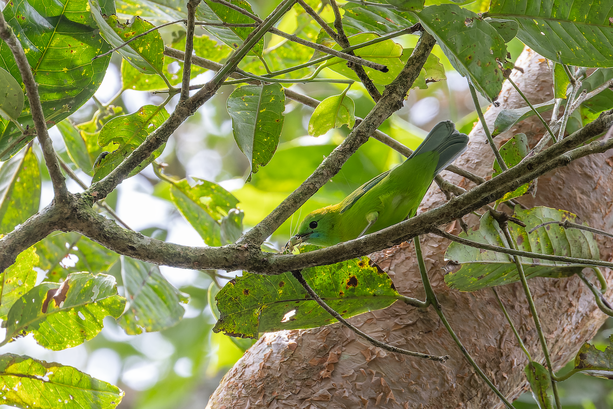 Javan Leafbird - ML627121881