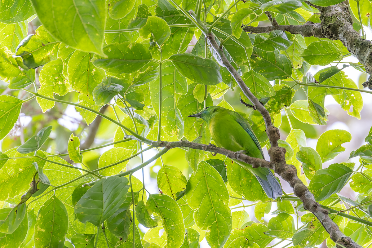 Javan Leafbird - ML627121892