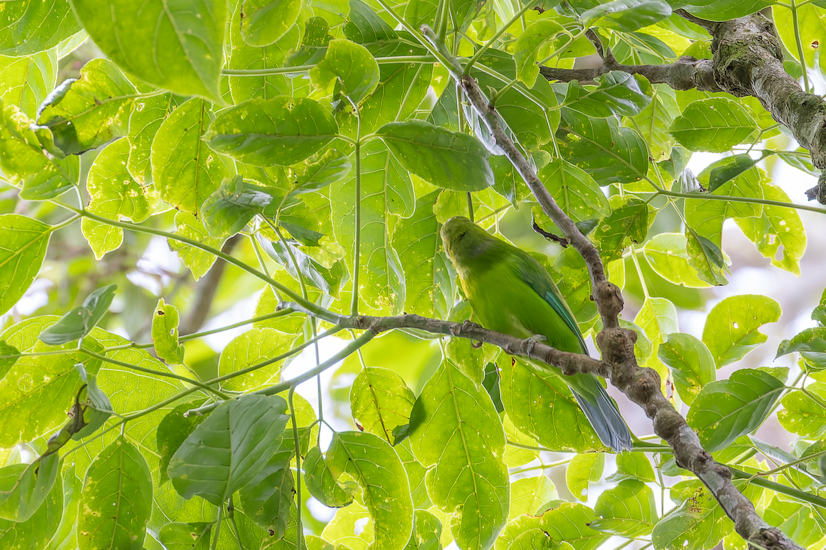Javan Leafbird - ML627121894