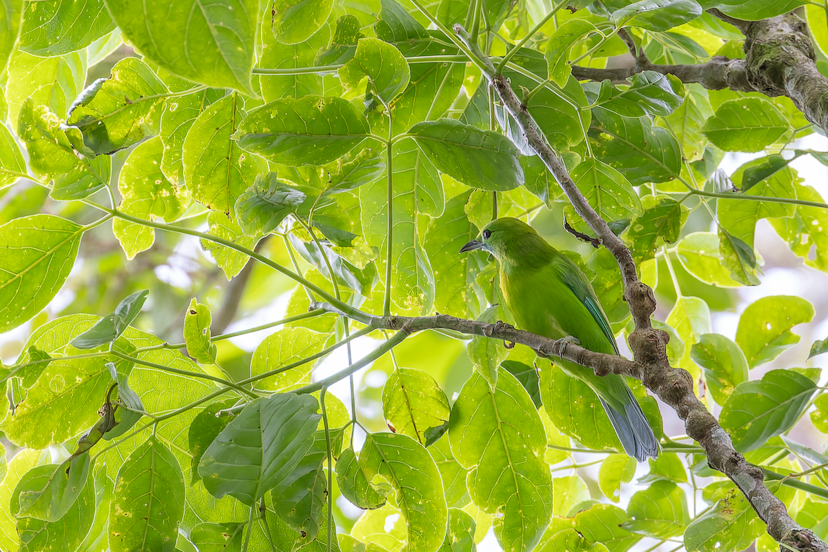Javan Leafbird - ML627121926