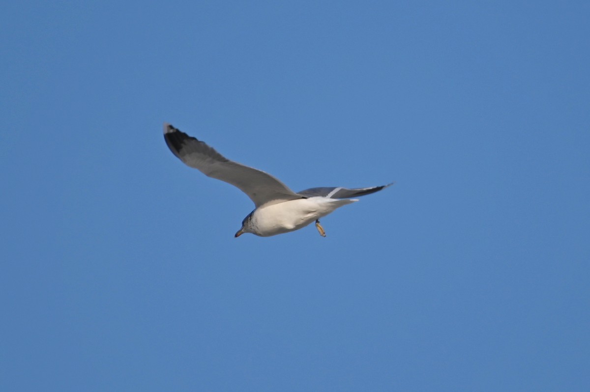 California Gull - ML627121934