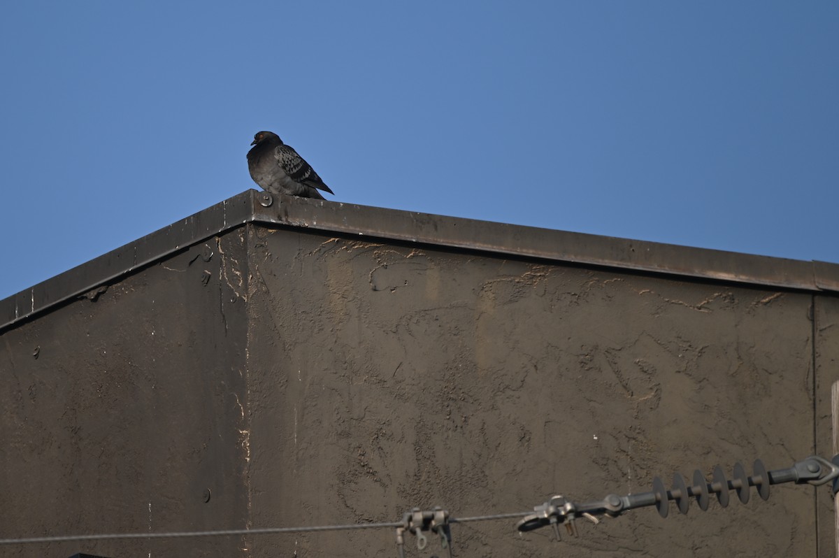 Rock Pigeon (Feral Pigeon) - ML627121935