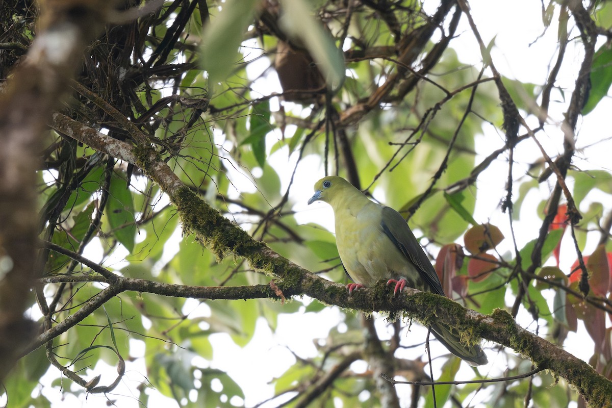 Wedge-tailed Green-Pigeon - ML627122098