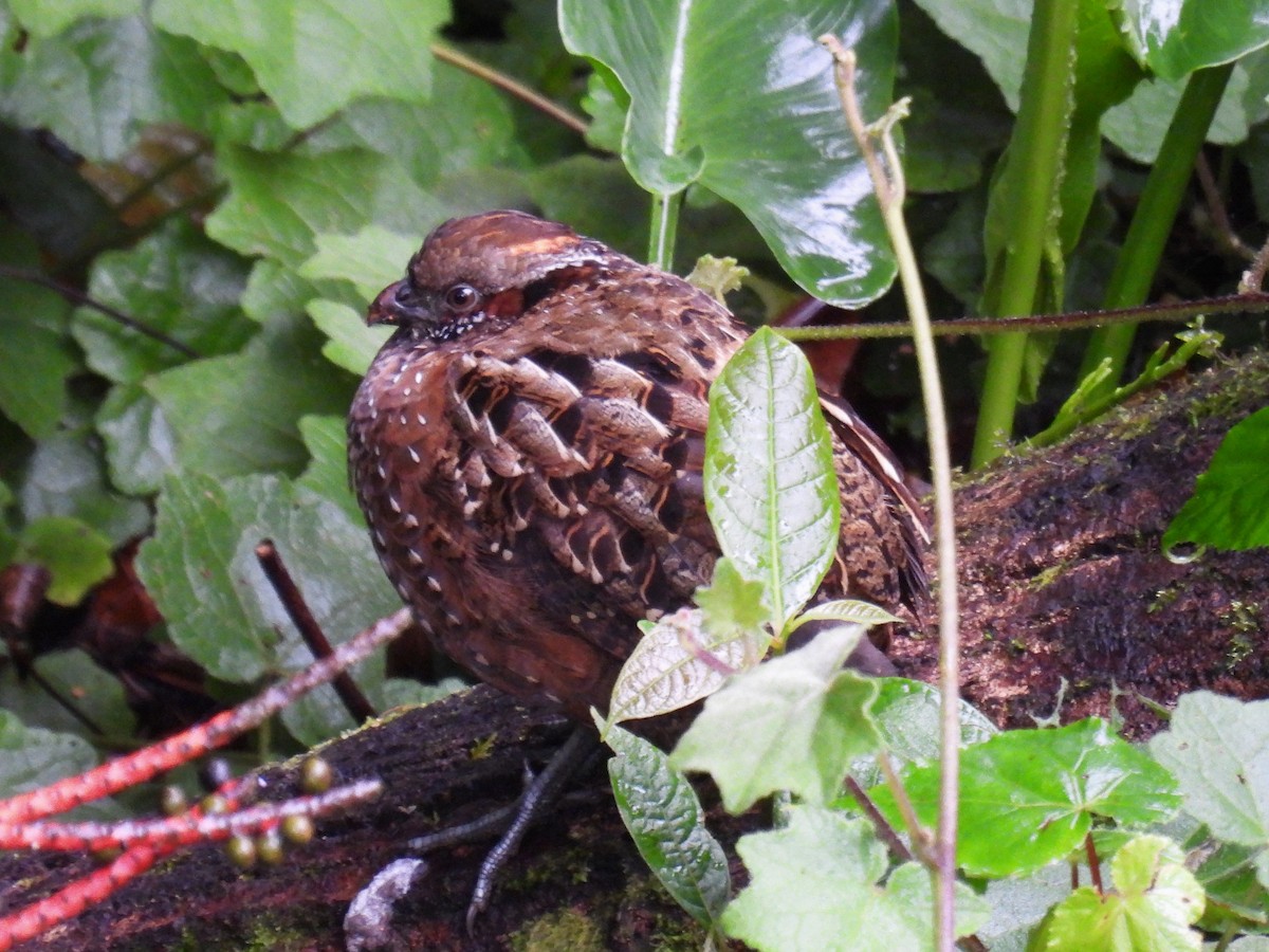 Spotted Wood-Quail - ML627122115