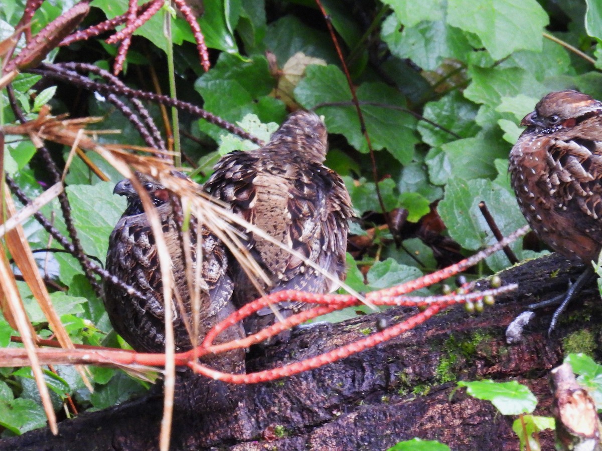 Spotted Wood-Quail - ML627122139