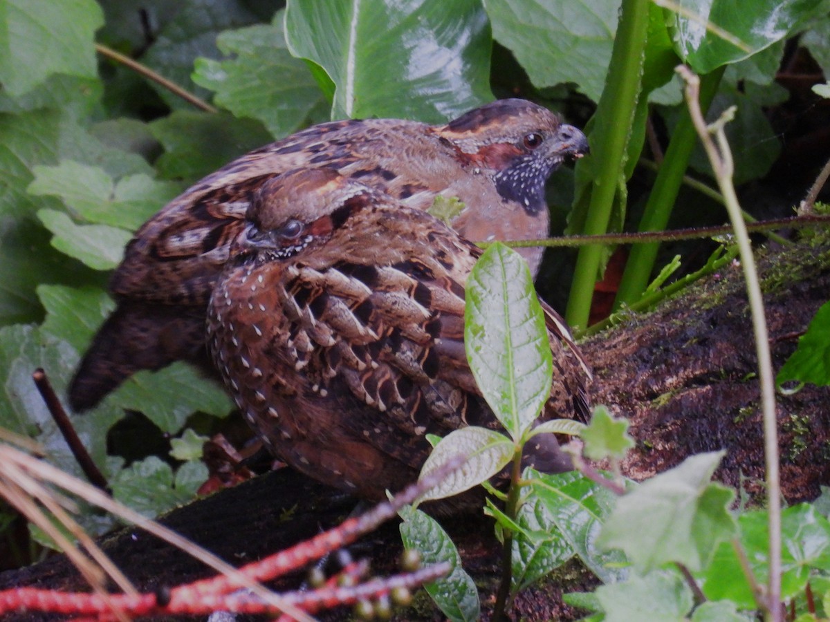 Spotted Wood-Quail - ML627122142