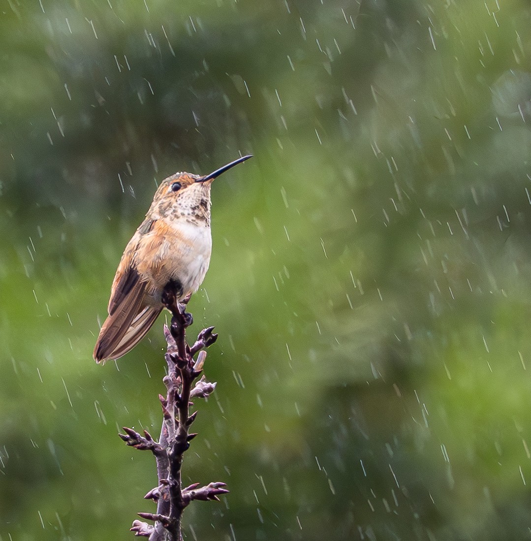 ML627122466 - Rufous Hummingbird - Macaulay Library