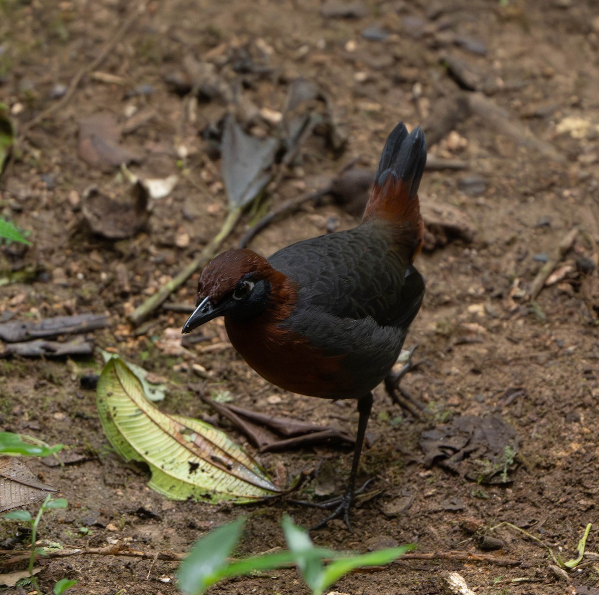 Rufous-breasted Antthrush - ML627122475