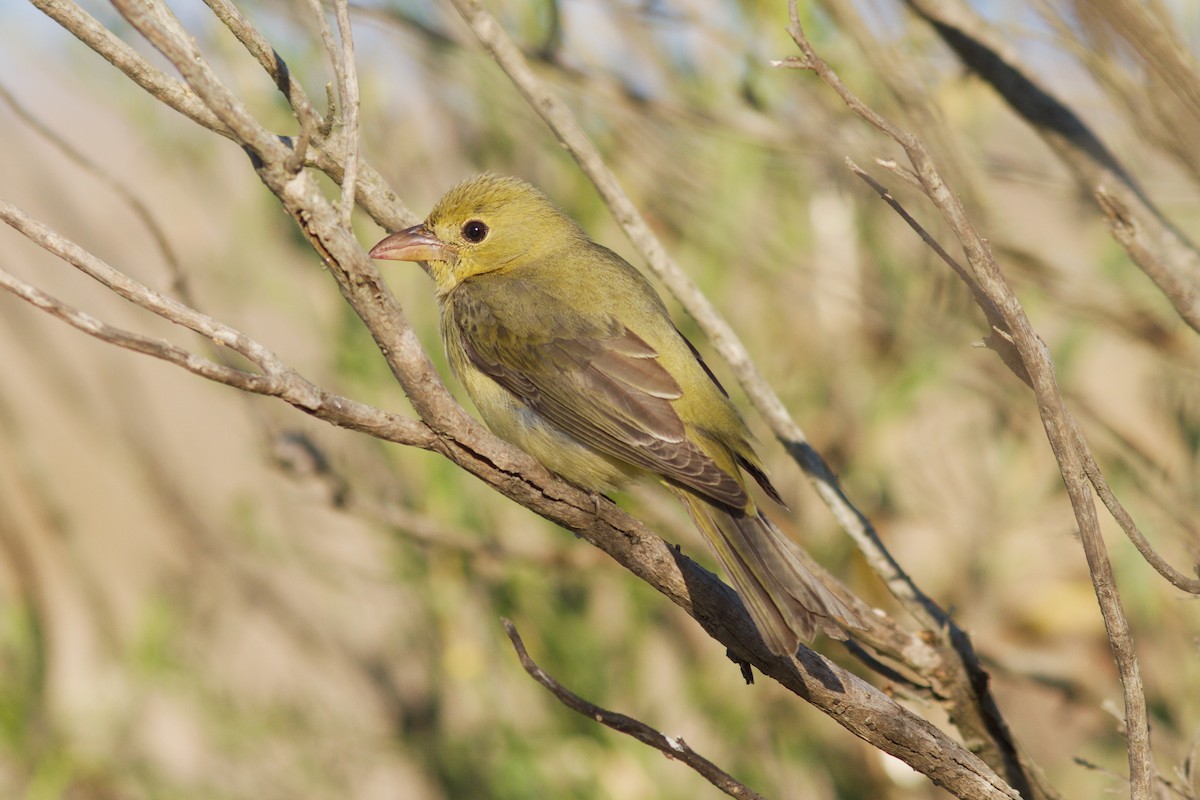 Scarlet Tanager - ML627122510