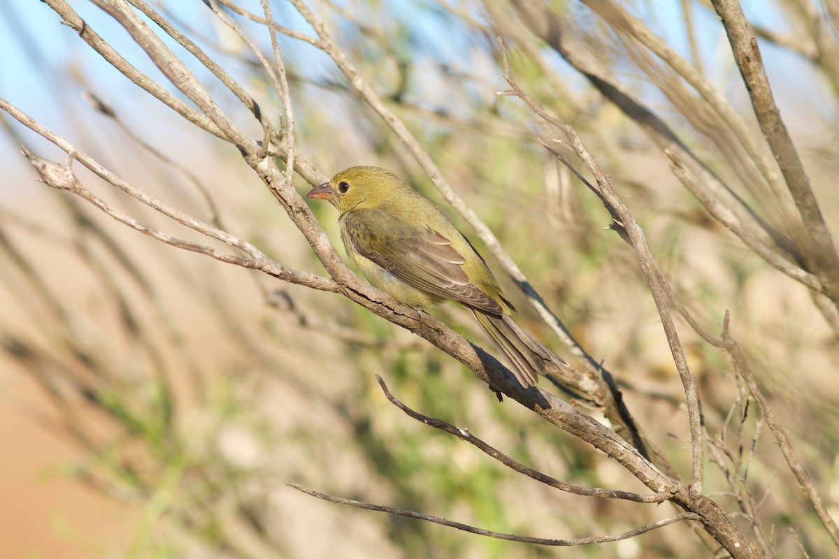 Scarlet Tanager - ML627122511