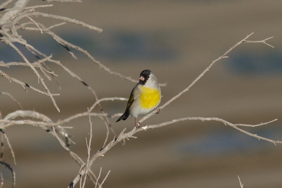 Lawrence's Goldfinch - ML627122554