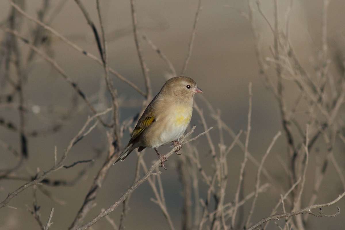 Lawrence's Goldfinch - ML627122555