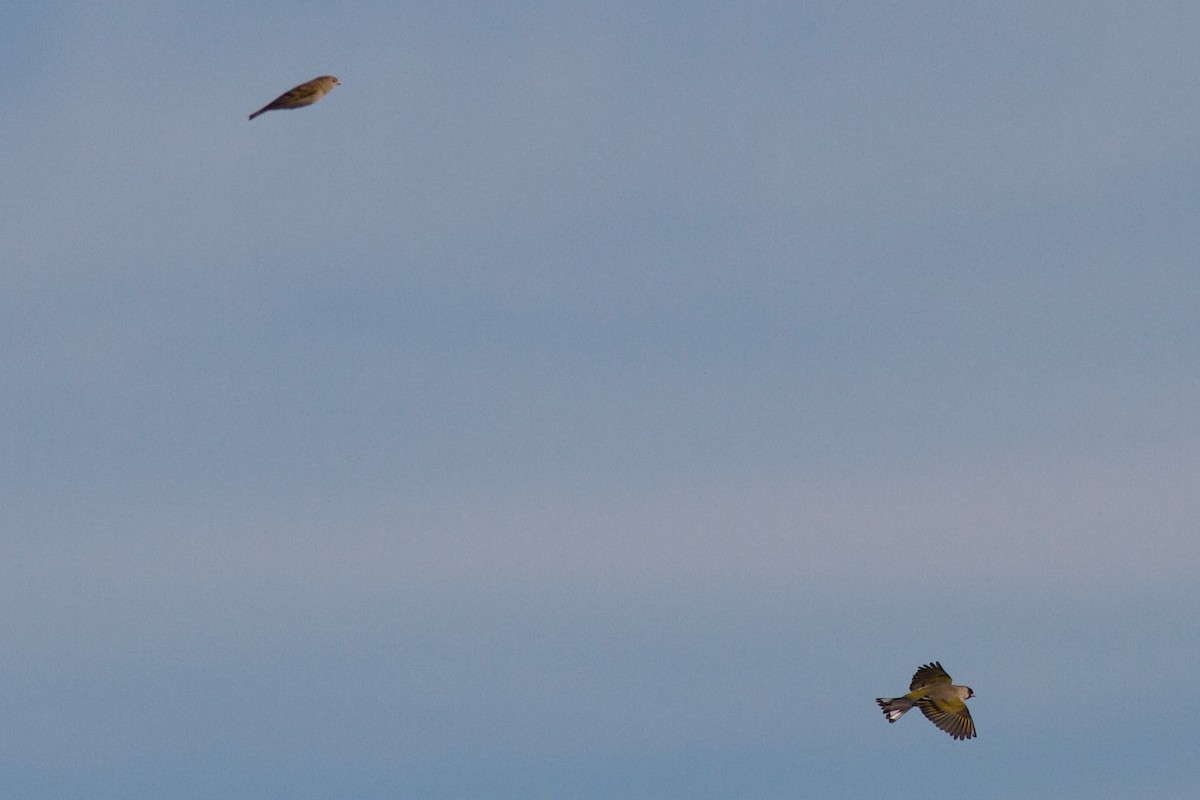 Lawrence's Goldfinch - ML627122556