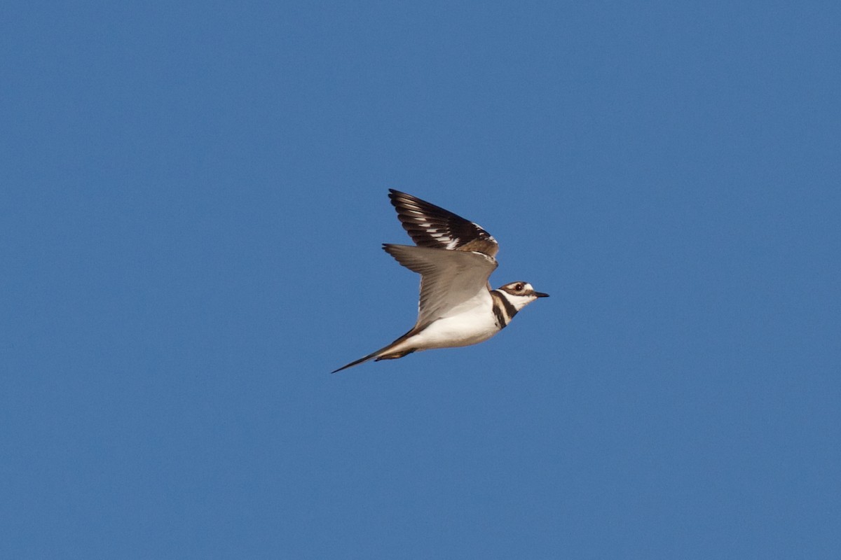 Killdeer - ML627122558