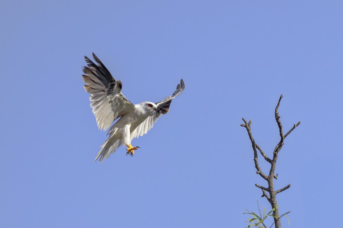Black-shouldered Kite - ML627122656