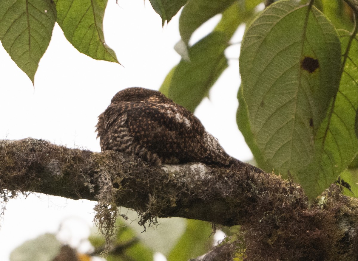 Rufous-bellied Nighthawk - ML627122717