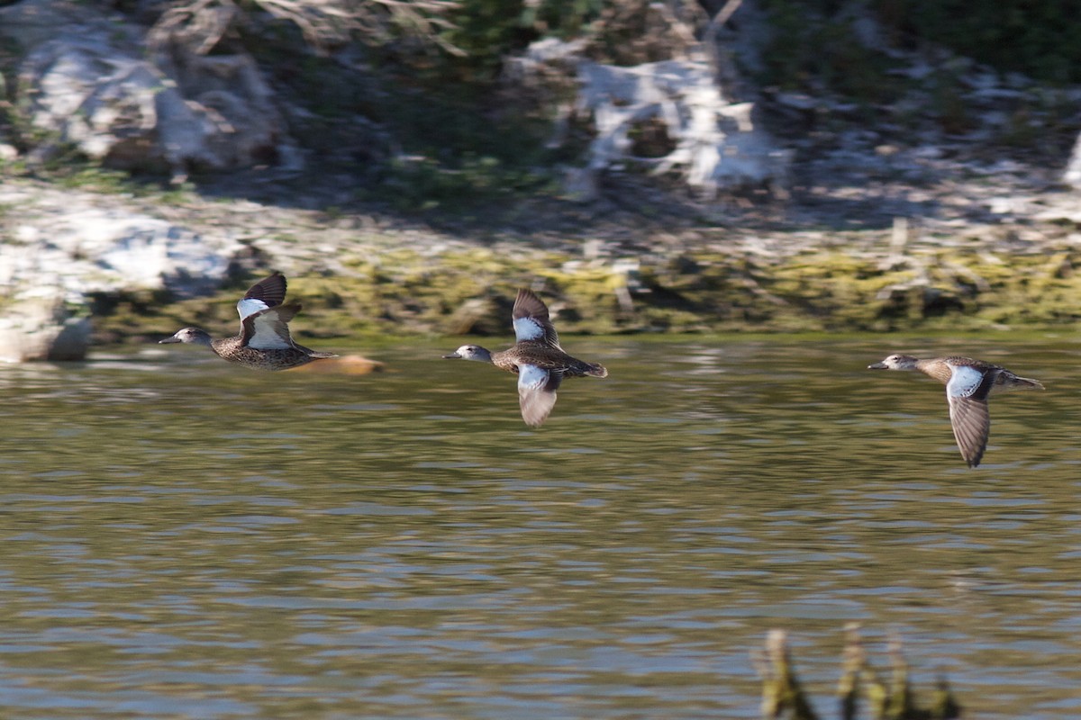 Cinnamon Teal - ML627122721