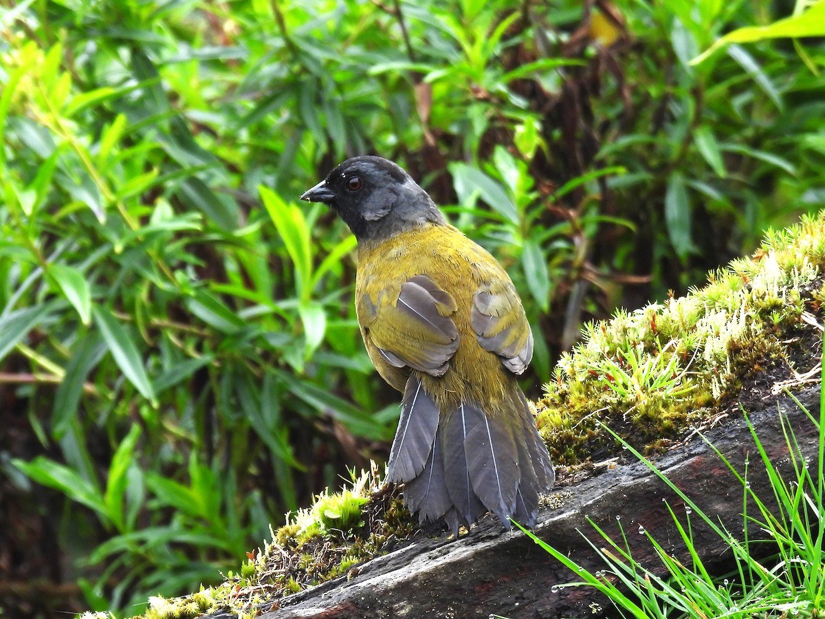 Large-footed Finch - ML627122728