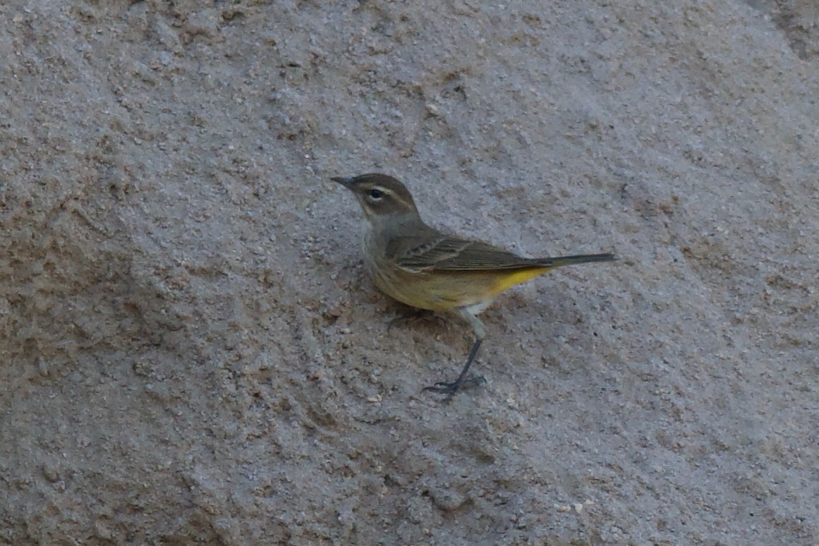 Palm Warbler (Western) - ML627122729