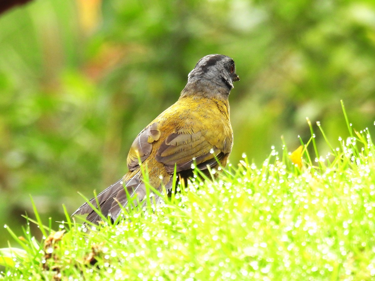 Large-footed Finch - ML627122732