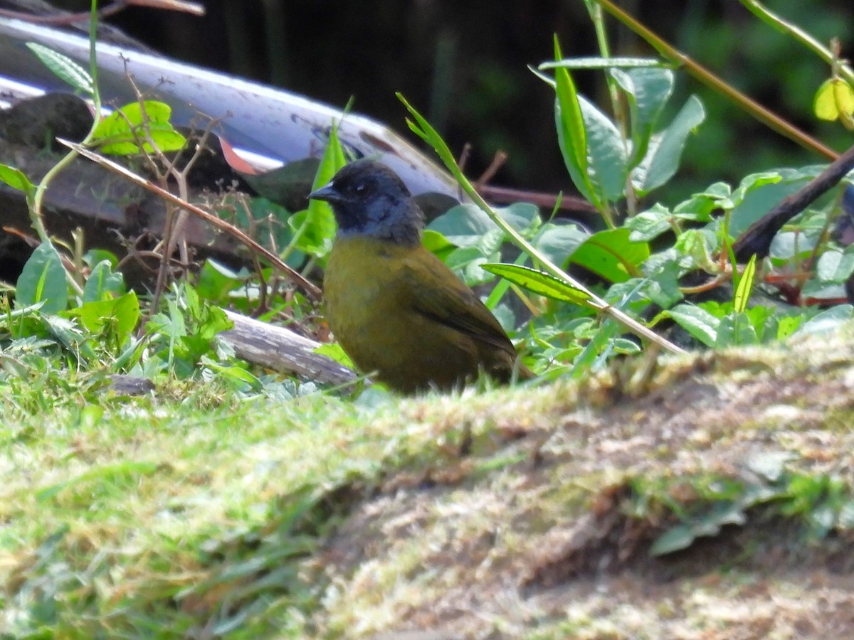 Large-footed Finch - ML627122760