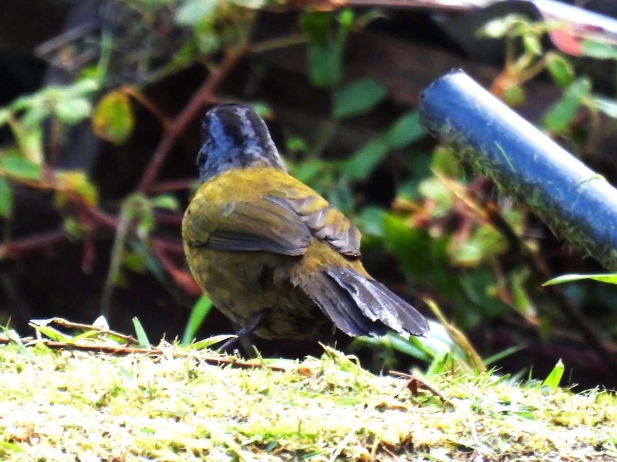 Large-footed Finch - ML627122762