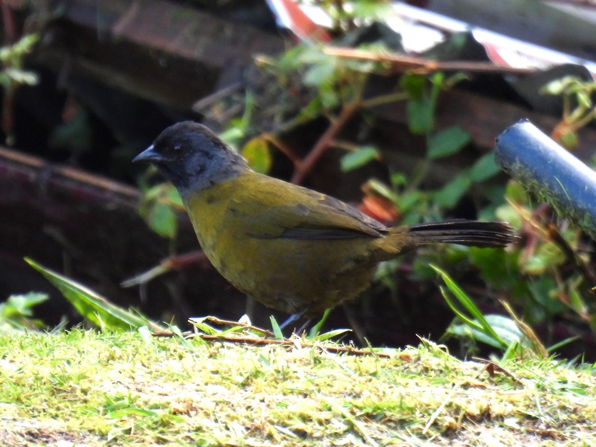 Large-footed Finch - ML627122771