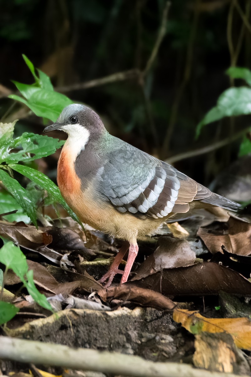 Luzon Bleeding-heart - ML627122894