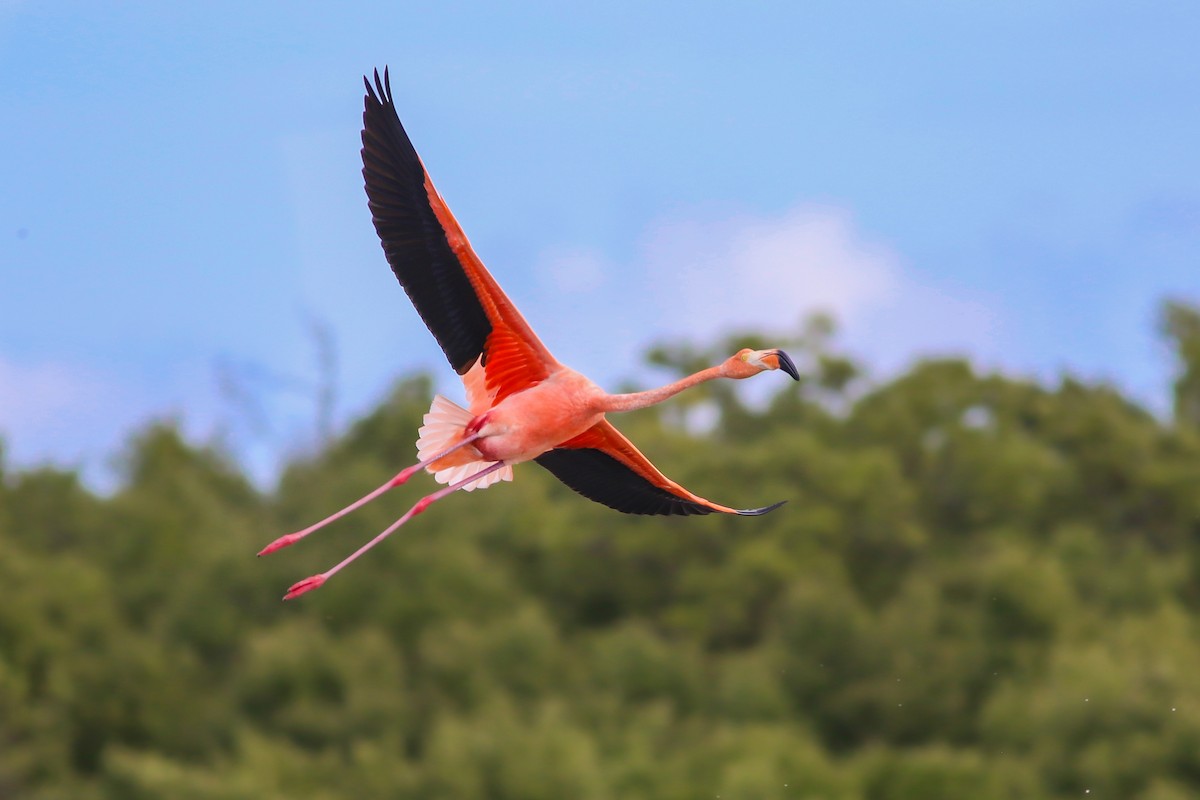 Flamant des Caraïbes - ML62712301