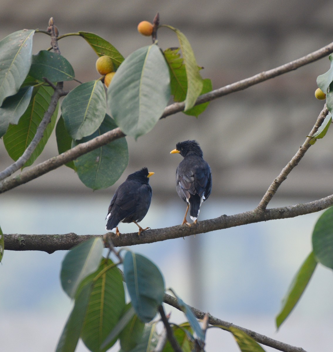 Great Myna - ML627123051