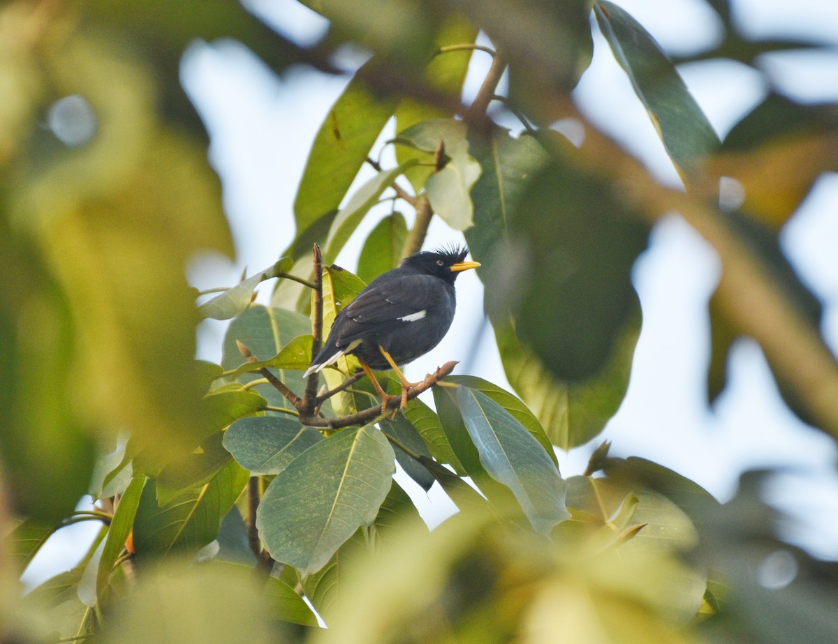 Great Myna - ML627123052