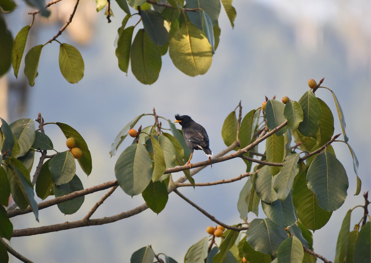 Great Myna - ML627123053
