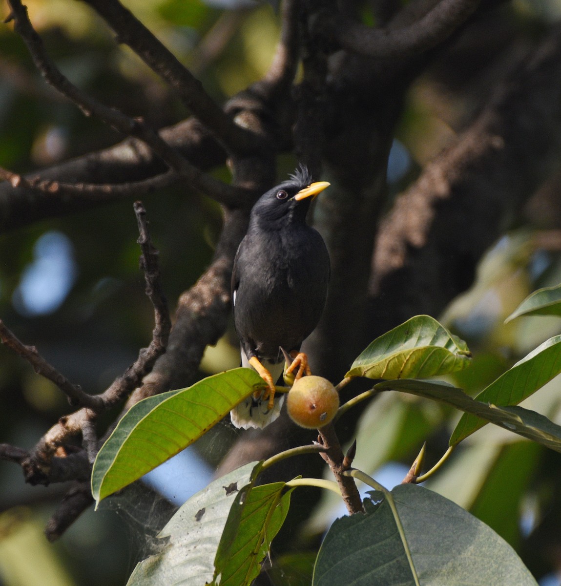 Great Myna - ML627123077