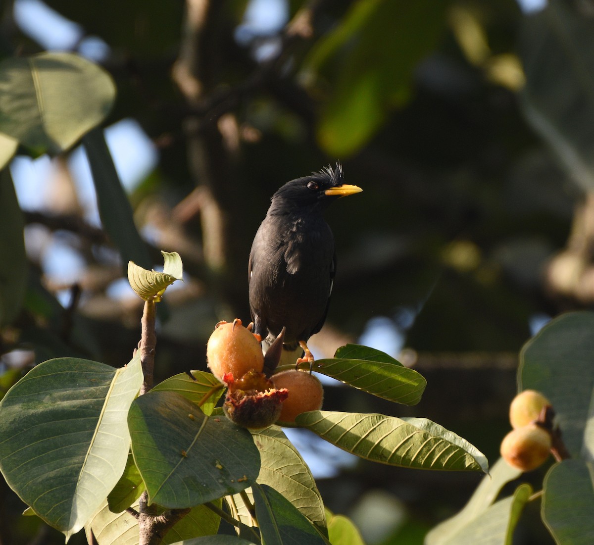Great Myna - ML627123078