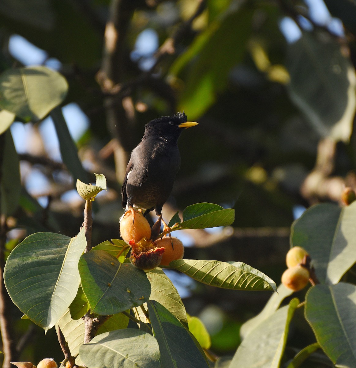 Great Myna - ML627123079